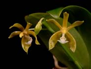 Phal. mannii v. aurea